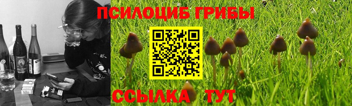 Галлюциногенные грибы Psilocybine cubensis Куйбышев